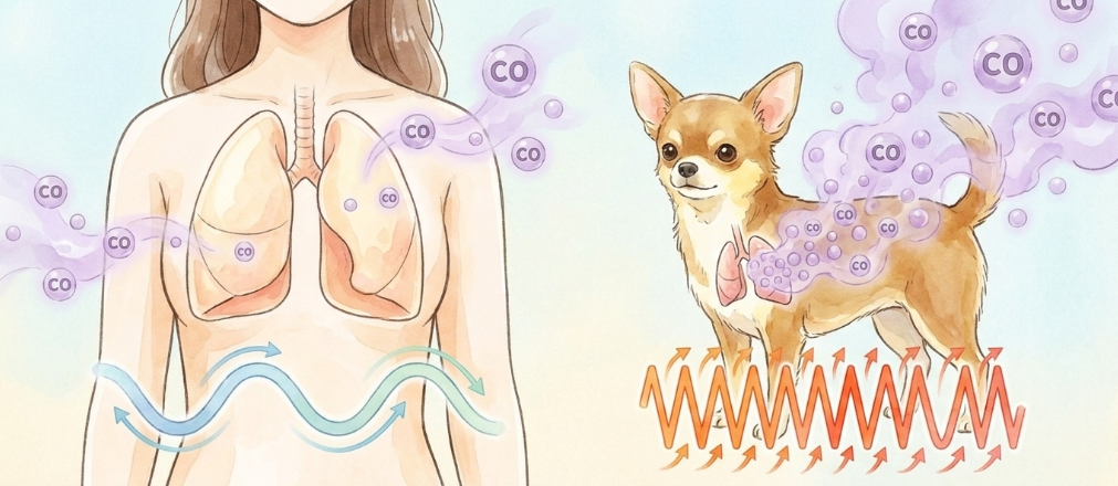 愛犬との車中泊でリスクが高まる理由